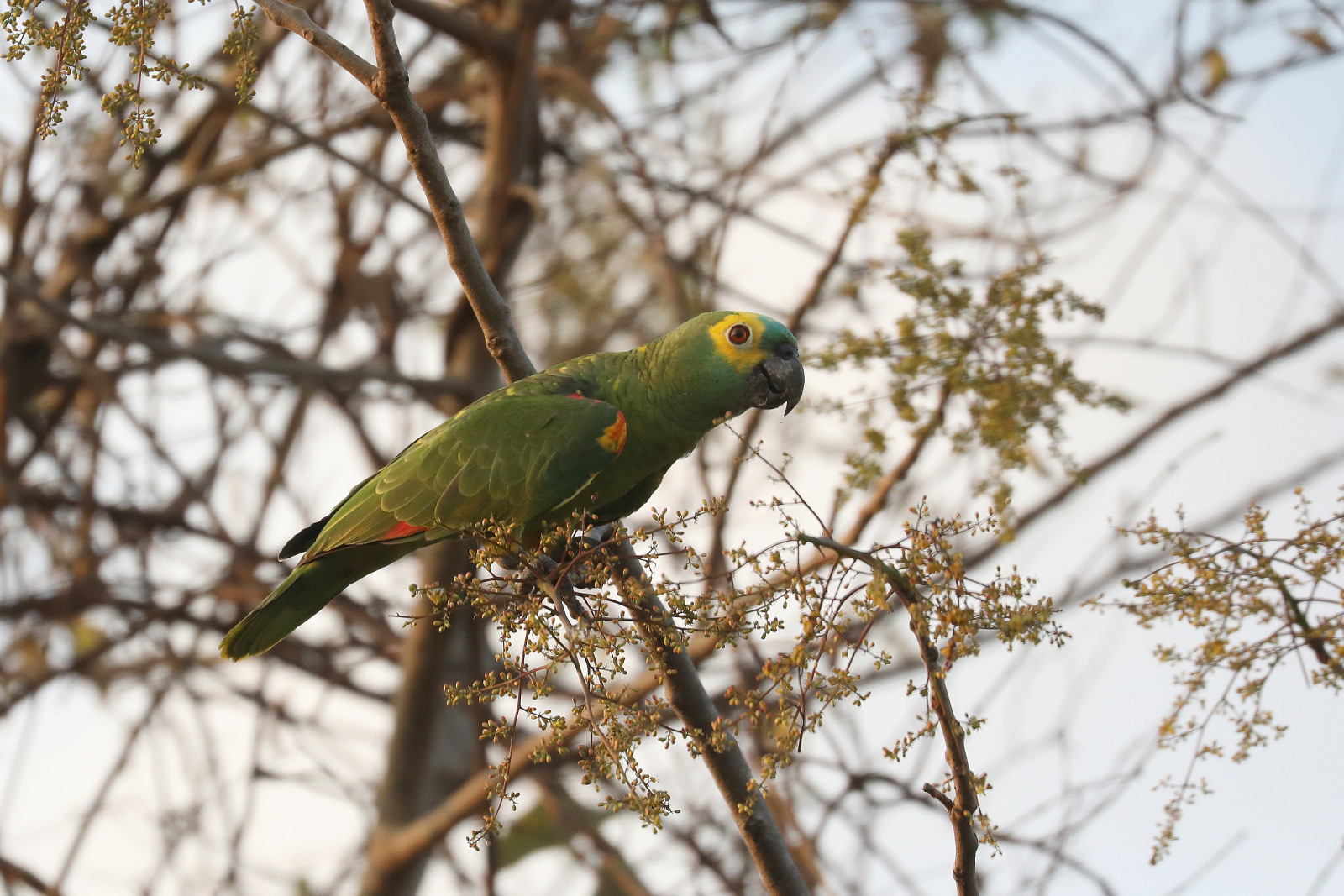image Turquoise-fronted Parrot